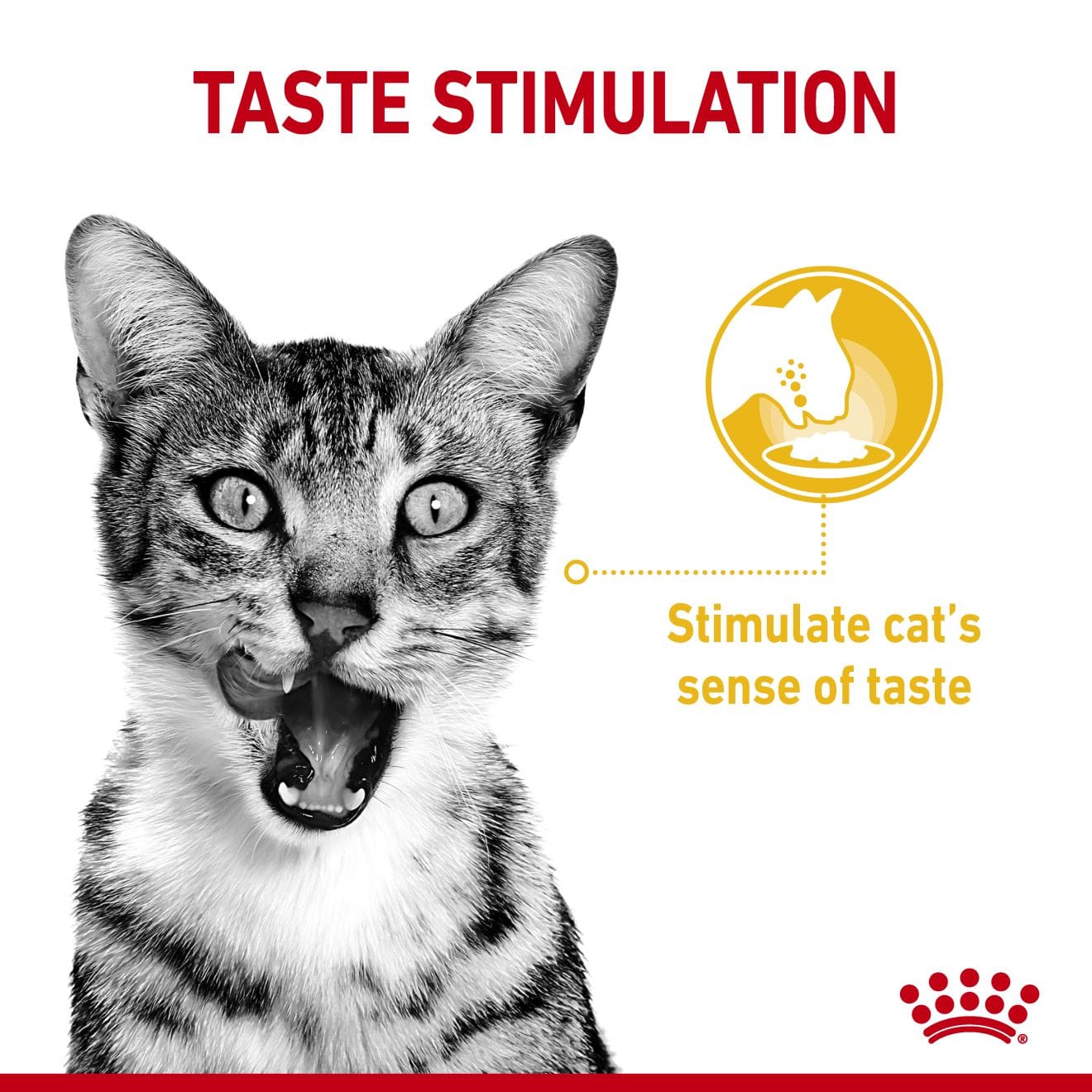 Royal Canin Sensory Taste Wet Cat Food Chunks In Gravy for Adult Cats, 85g