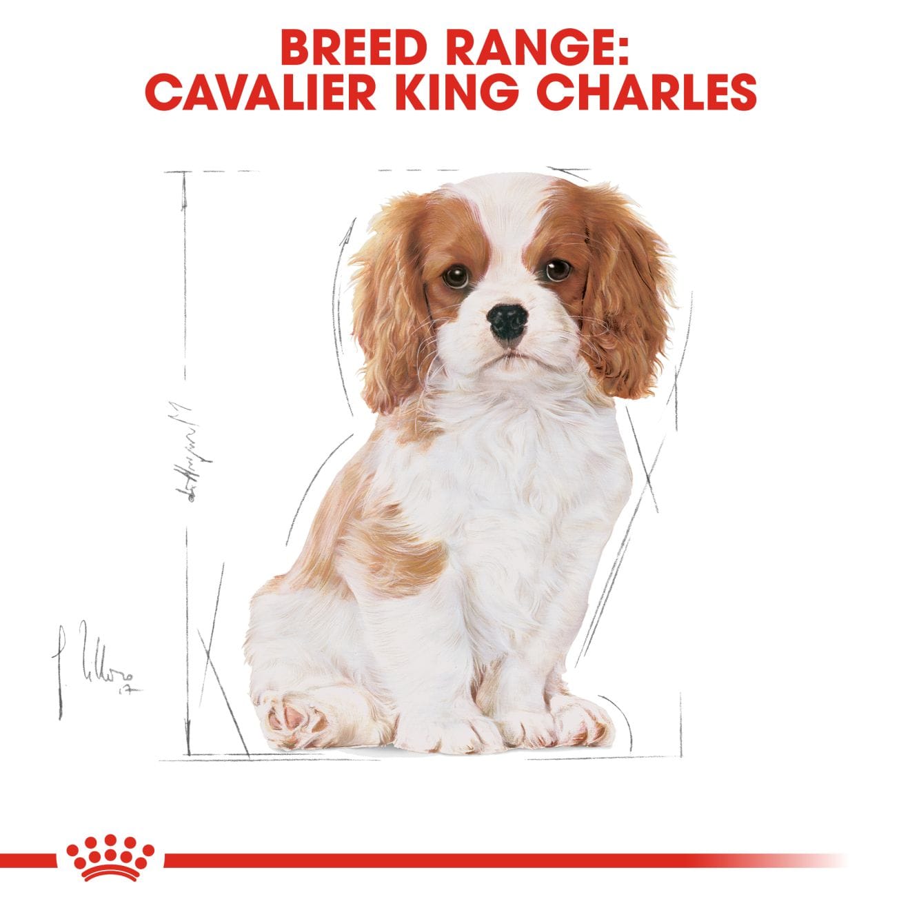 Royal Canin Dry Dog Food for Cavalier King Charles Puppies, 1.5kg