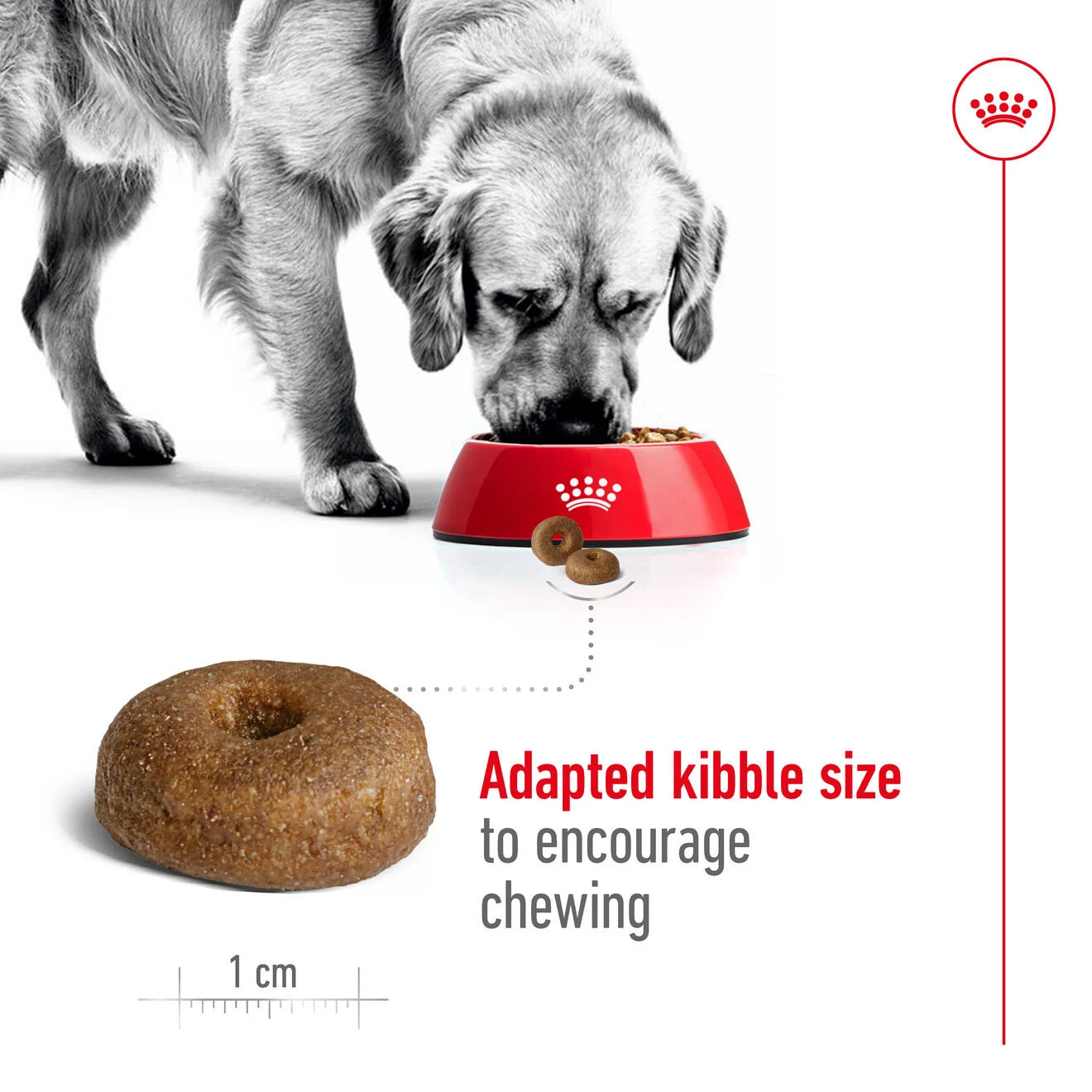 Royal Canin Ageing 8+ Dry Dog Food for Large Breed Senior Dogs, 15kg