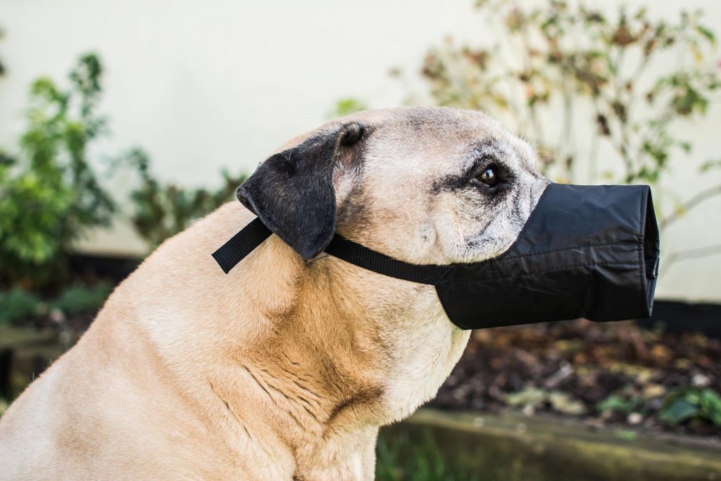 Mikki Lightweight Nylon Dog Muzzle