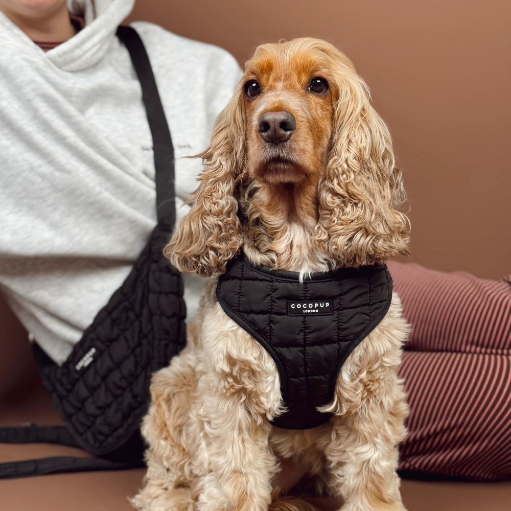 Cocopup Onyx Quilted Adjustable Neck Dog Harness