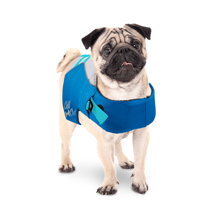 All For Paws Chill Out Dog Life Jacket, Medium