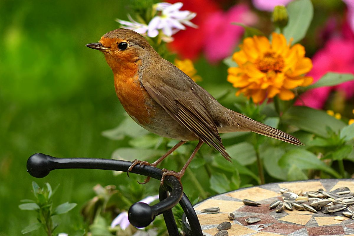 Tip Top Animal Robin Mix Complementary Wild Bird Food, 1kg