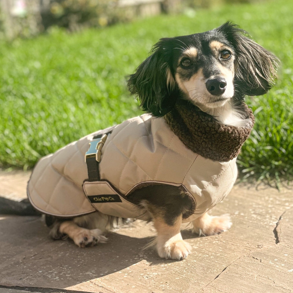 Chic Pup Co Stone Waterproof Sherpa-Lined Dog Coat for Dachshunds