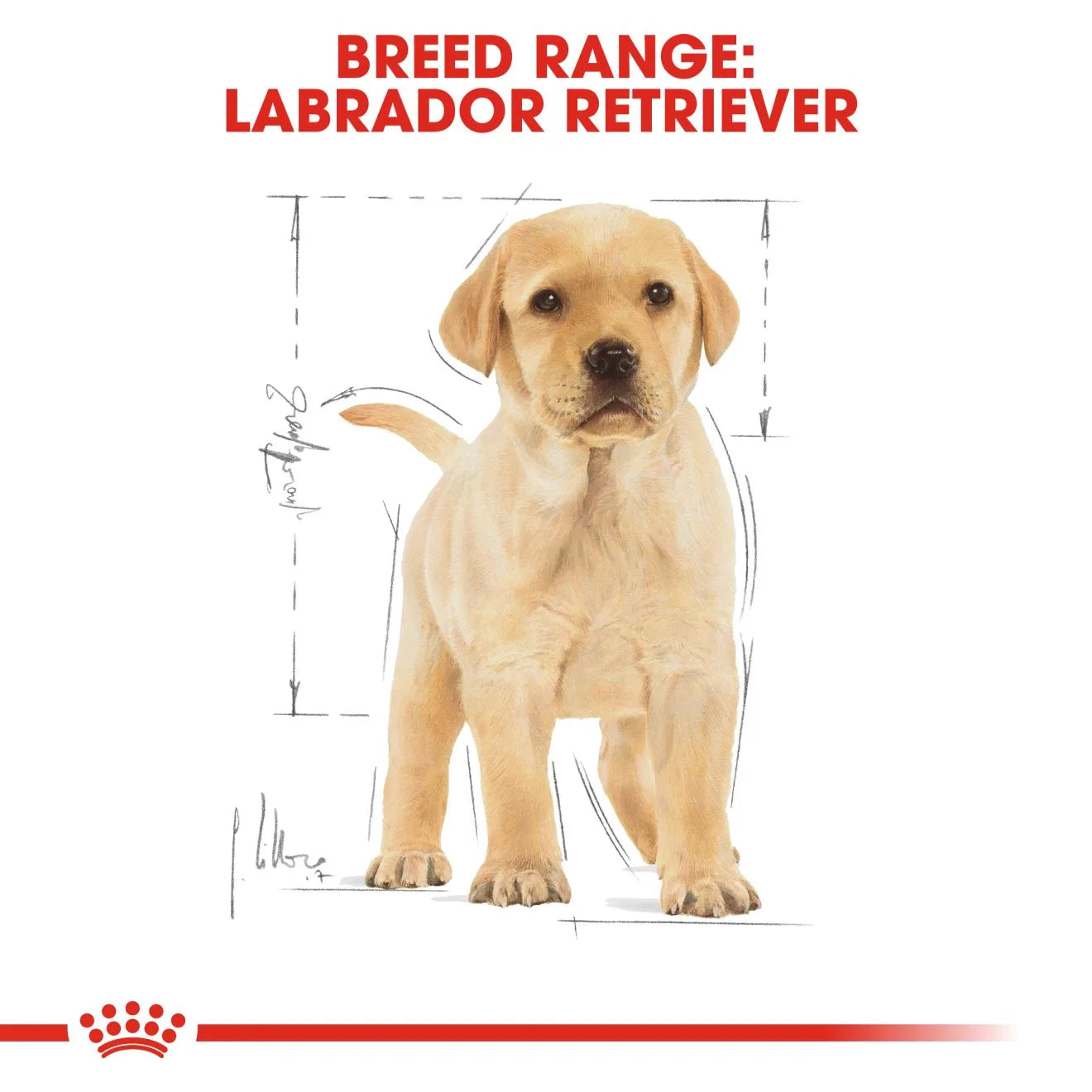 Royal Canin Dry Dog Food for Labrador Retriever Puppies