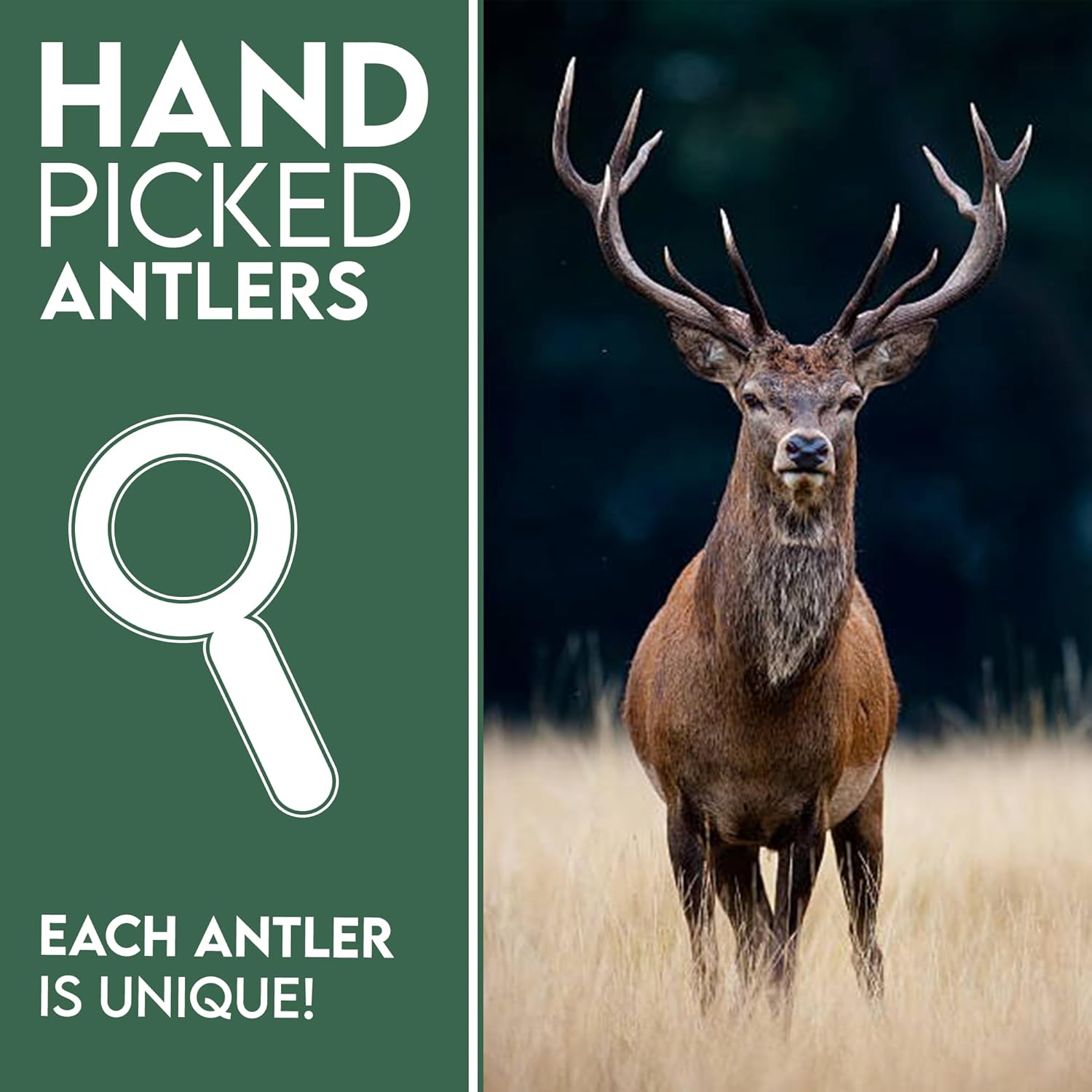 Wild Antler Co Deer Antler Dog Chew