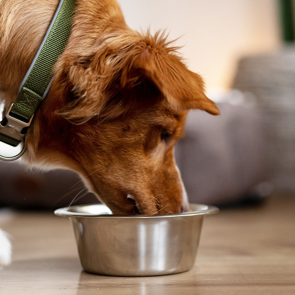 Donation - Nobby Stainless Steel Dog Bowl