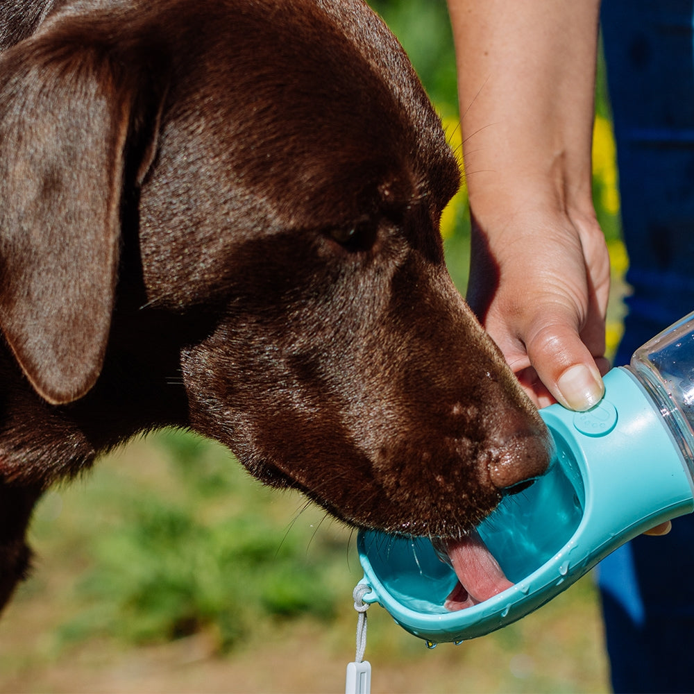 Nobby 2-in-1 Dog Water Bottle with Drinking Bowl - Mint, 550ml