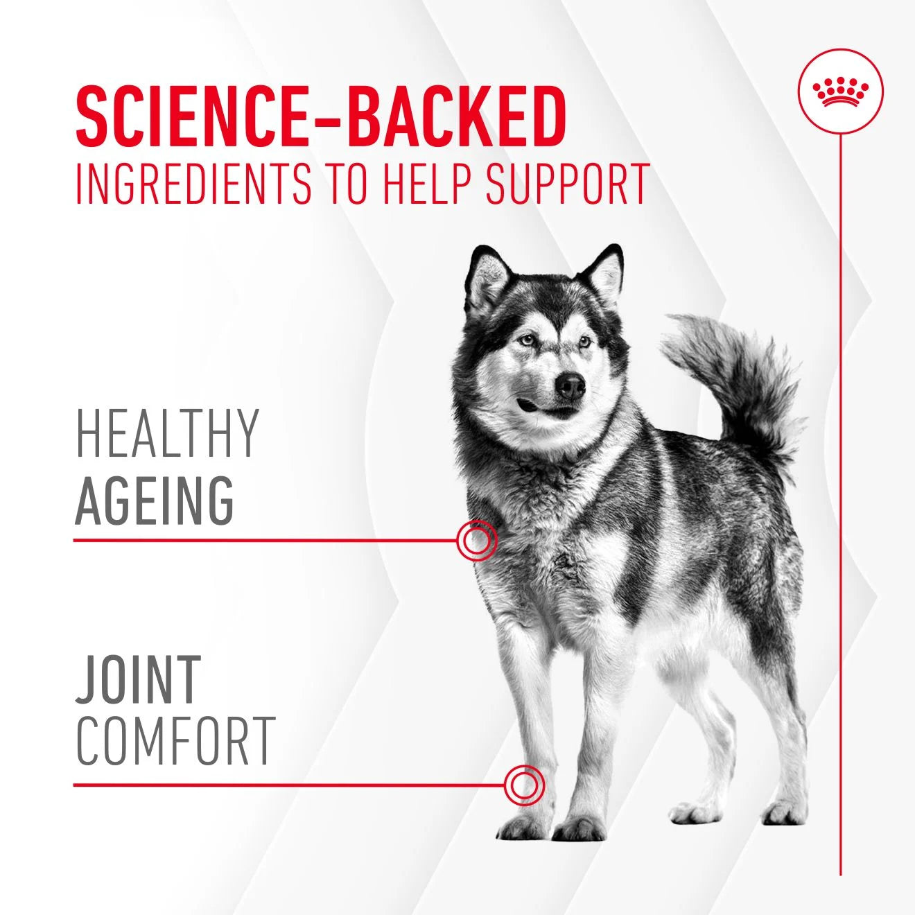 Royal Canin Dog Supplement for Joint & Ageing Soft Chews, 240g