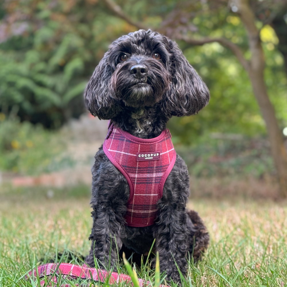 Cocopup Mulberry Plaid Adjustable Neck Dog Harness
