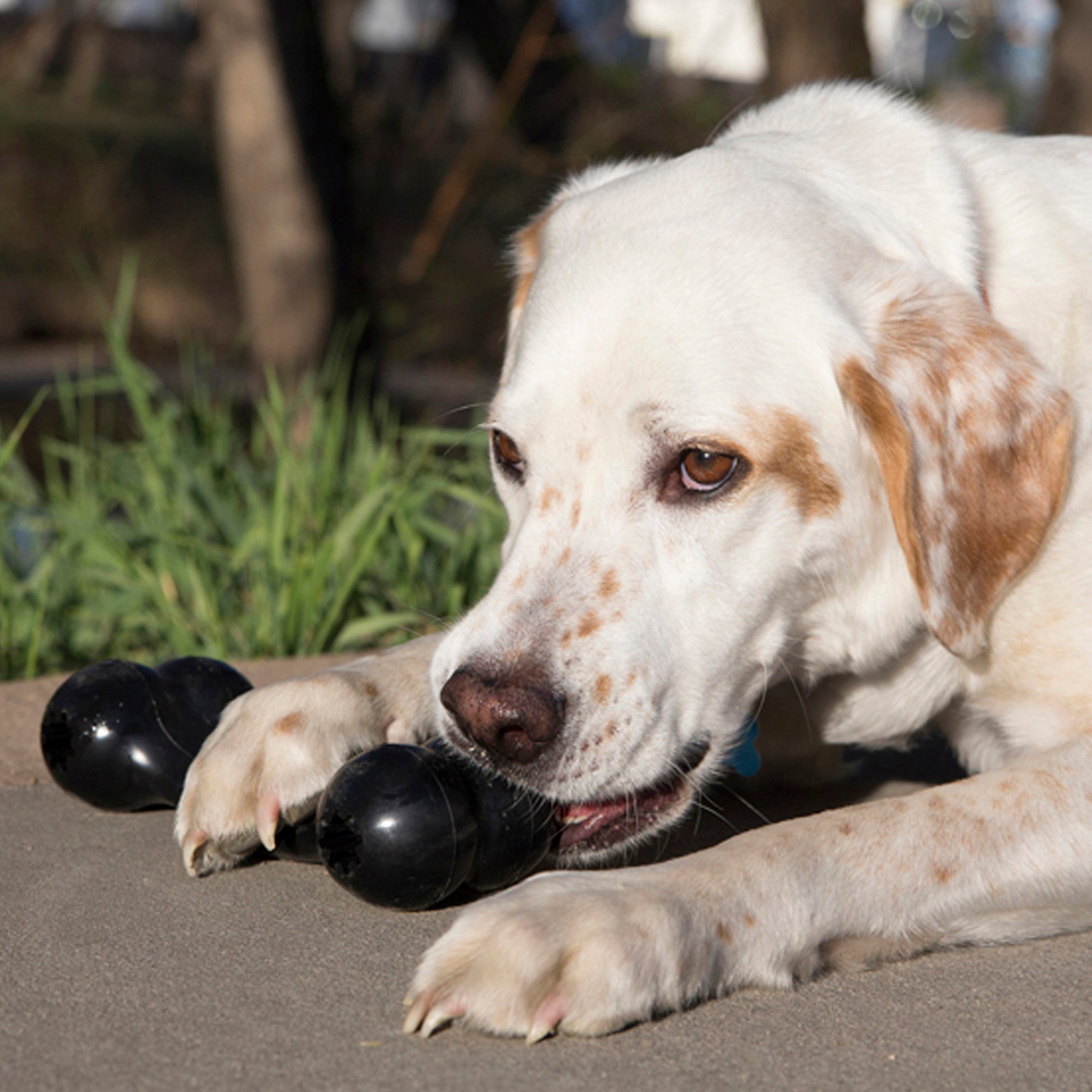 Kong Goodie Bone Extreme Dog Toy