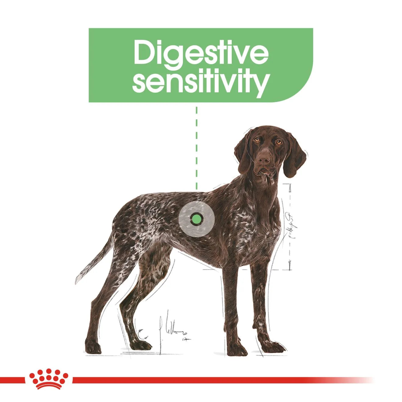 Royal Canin Digestive Care Dry Dog Food for Large Breed Adult Dogs, 12kg