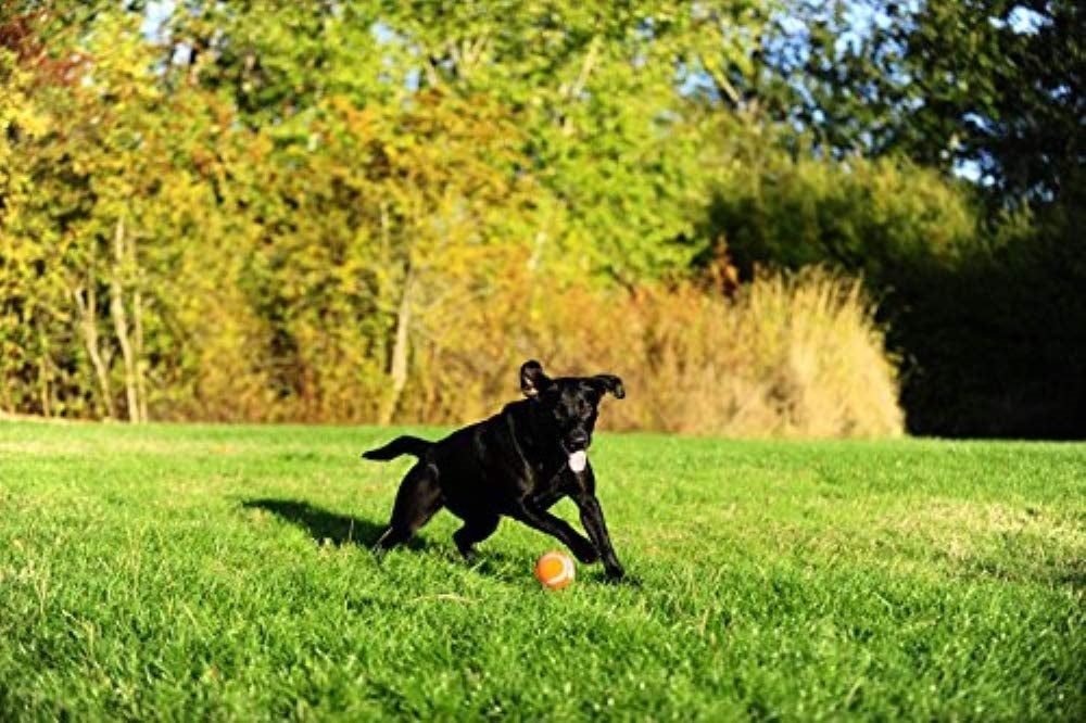 Chuckit Tennis Ball Dog Ball, 2 Small Balls