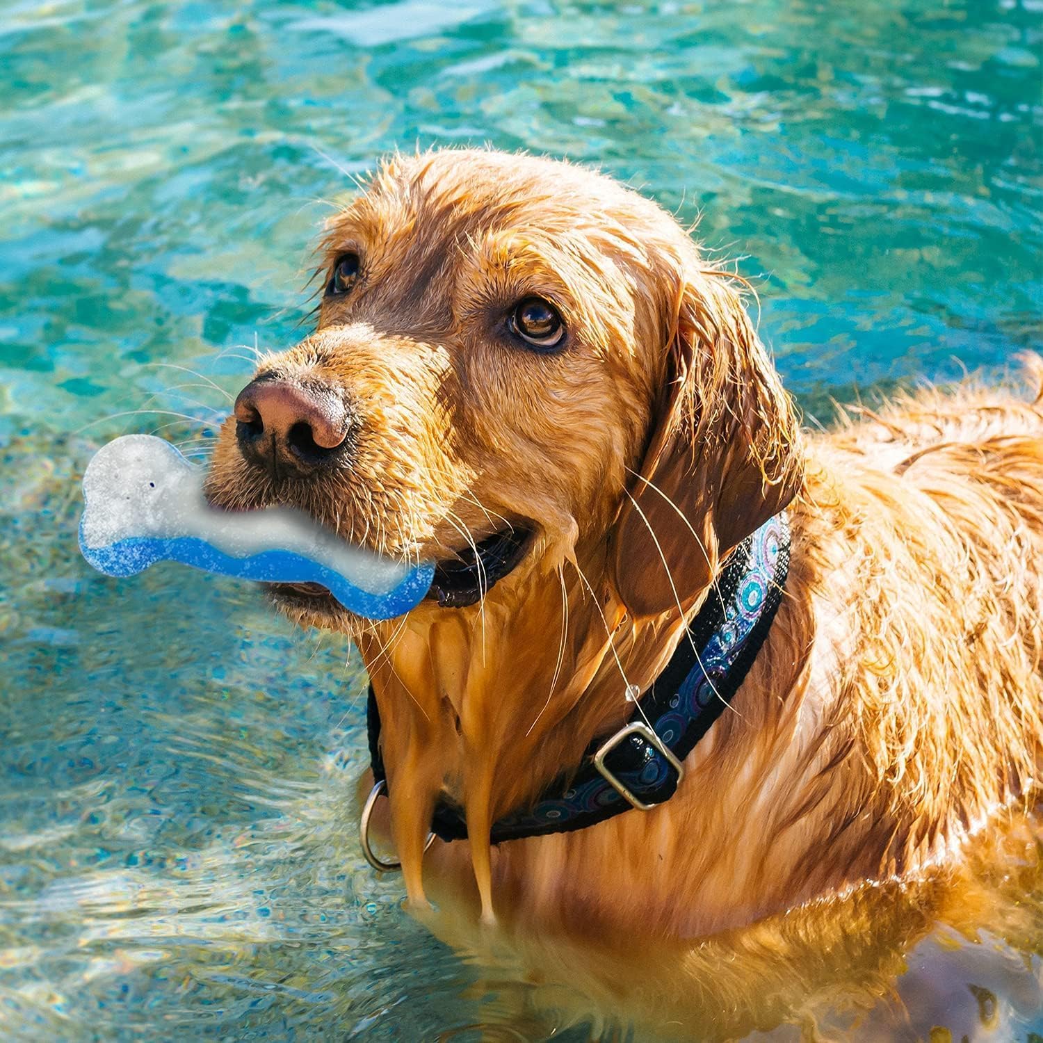 All For Paws Chill Out Ice Bone Cooling Dog Toy, Medium