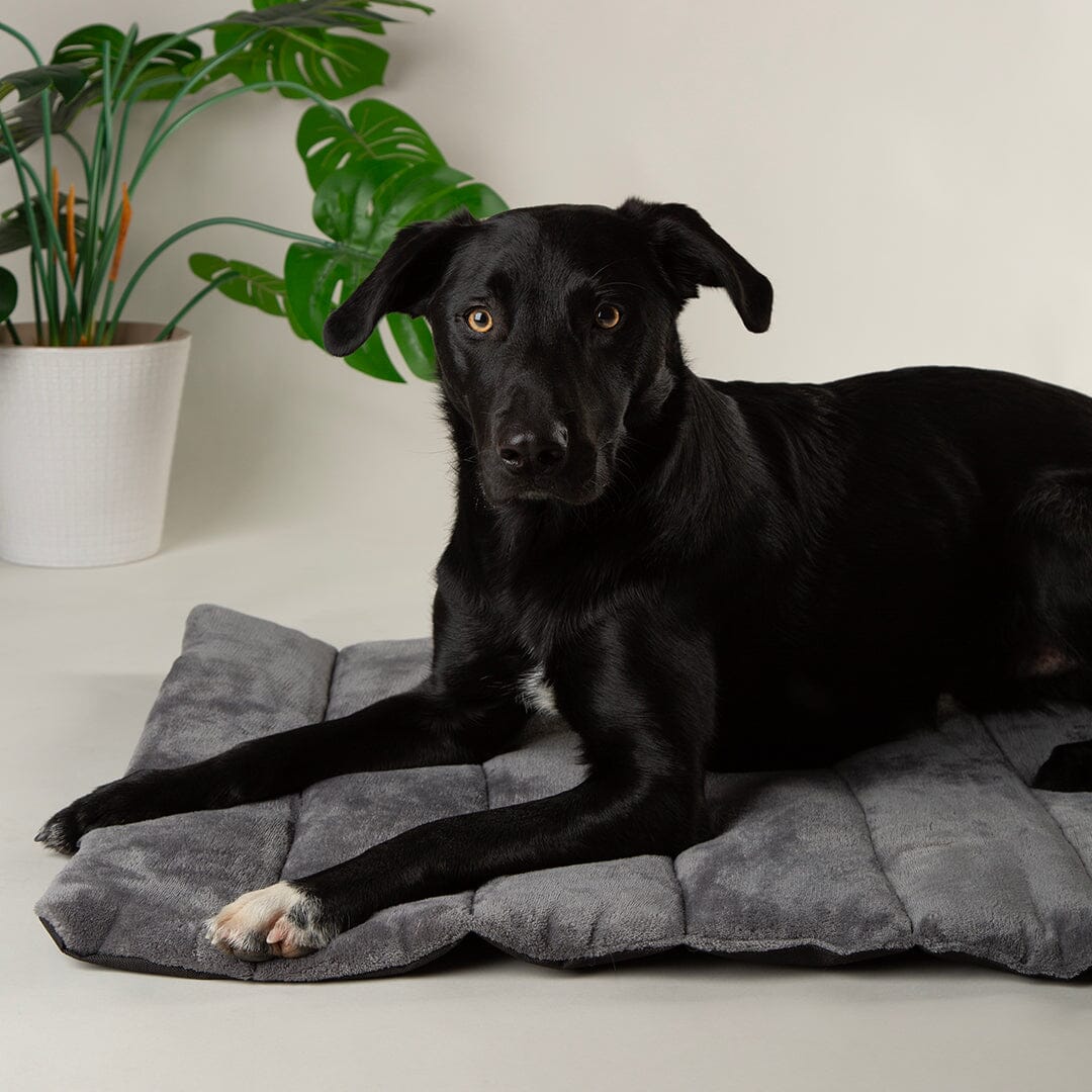Scruffs Roll Up Travel Dog Bed