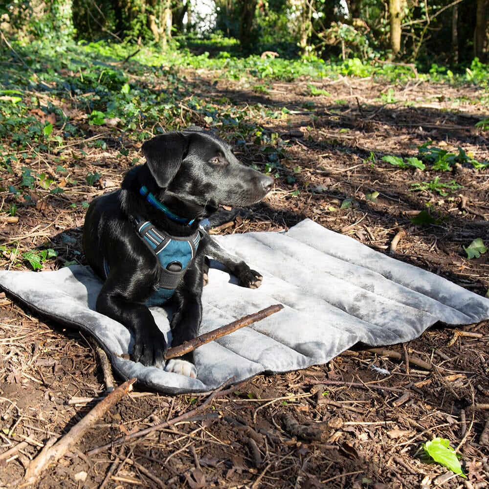 Scruffs Roll Up Travel Dog Bed