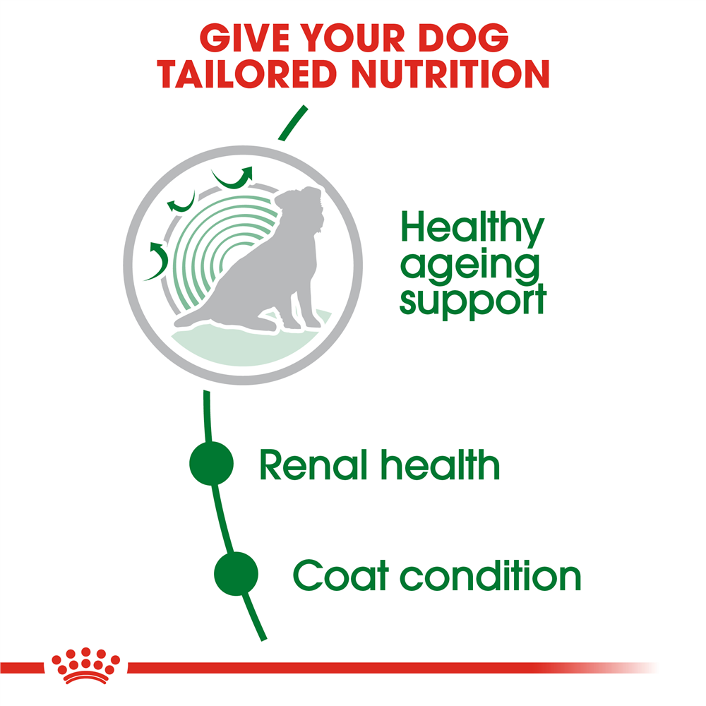 Royal Canin Ageing 12+ Dry Dog Food for Small Breed Senior Dogs, 1.5kg