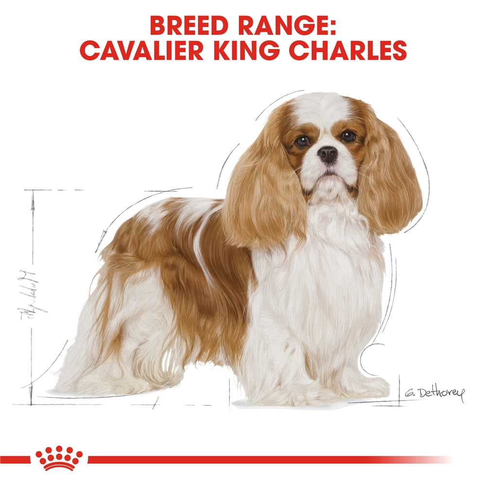 Royal Canin Dry Dog Food for Adult Cavalier King Charles Spaniels, 1.5kg