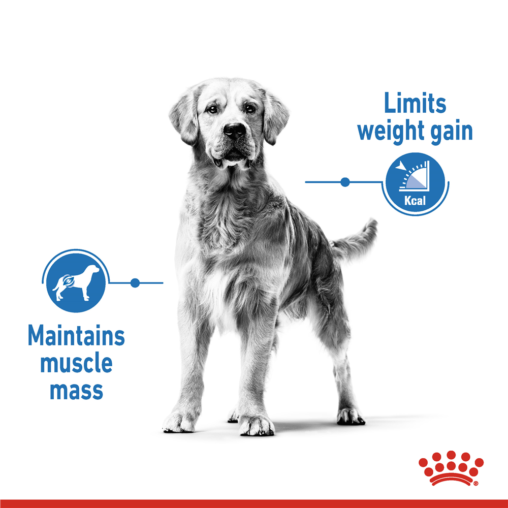 Royal Canin Light Weight Care Dry Dog Food for Medium Breed Adult Dogs, 3kg
