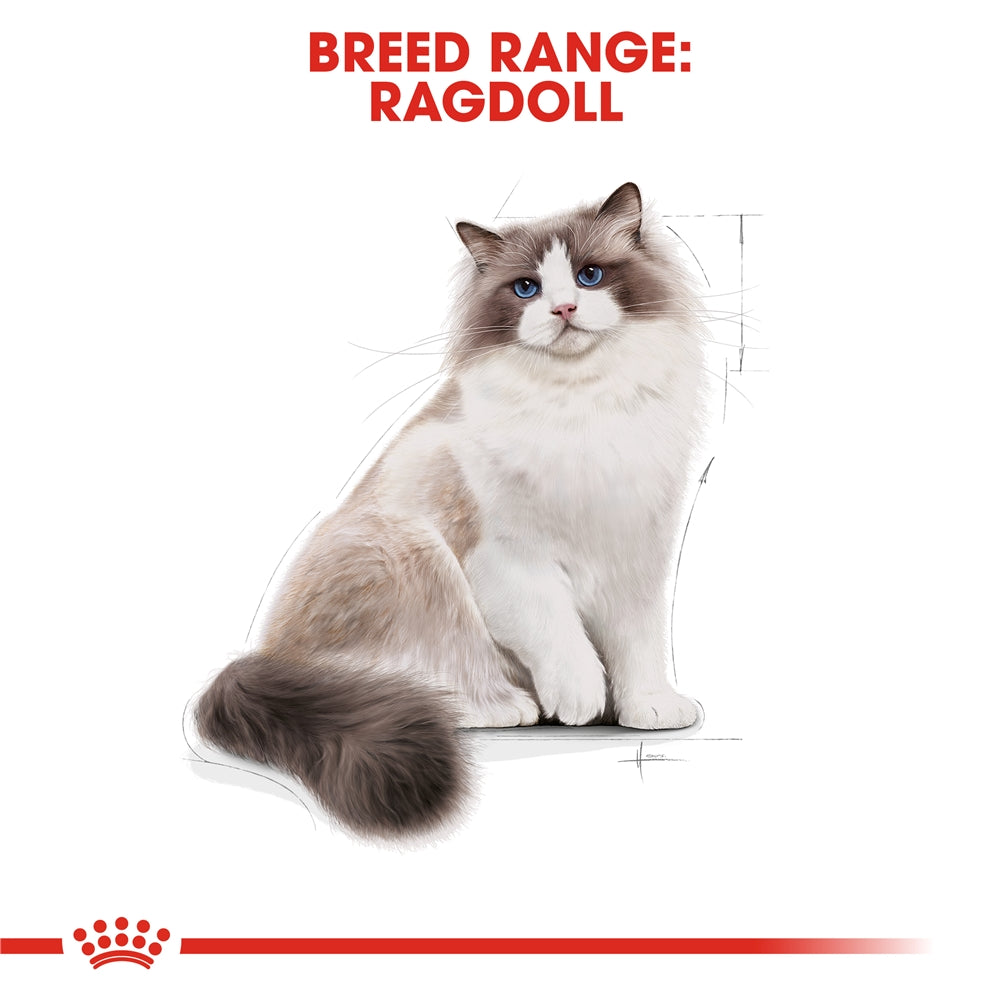 Royal Canin Dry Cat Food for Adult Ragdoll Cats