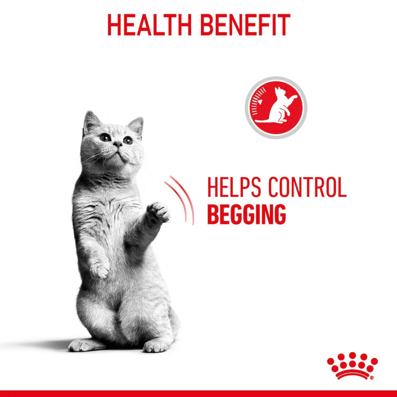 Royal Canin Appetite Control Wet Cat Food Thin Slices In Jelly for Adult Cats, 85g