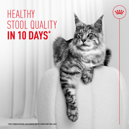 Royal Canin Digestive Airlift Mousse Wet Cat Food for Adult Cats, 85g