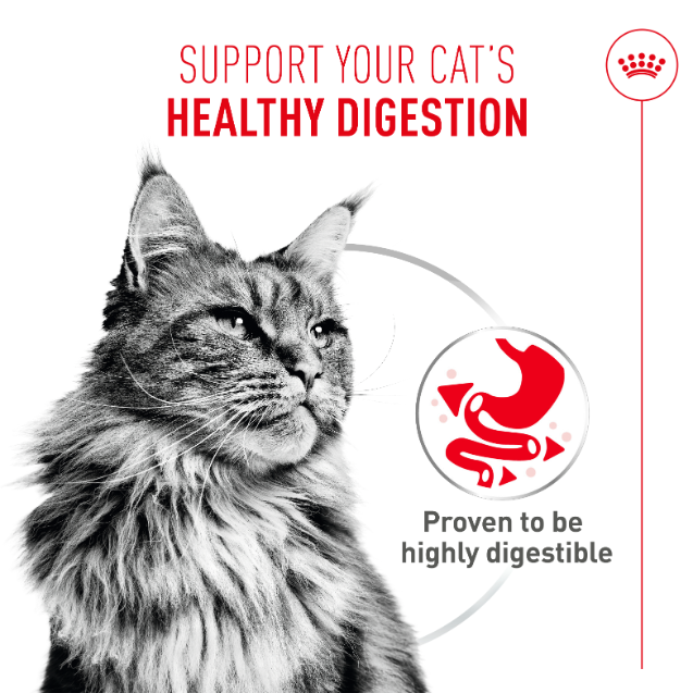 Royal Canin Digestive Airlift Mousse Wet Cat Food for Adult Cats, 85g