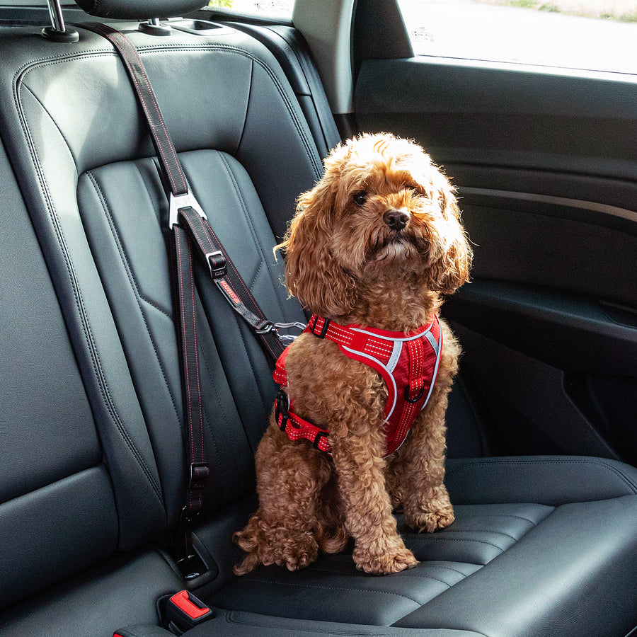 Kong Travel Dog Seat Belt Tether