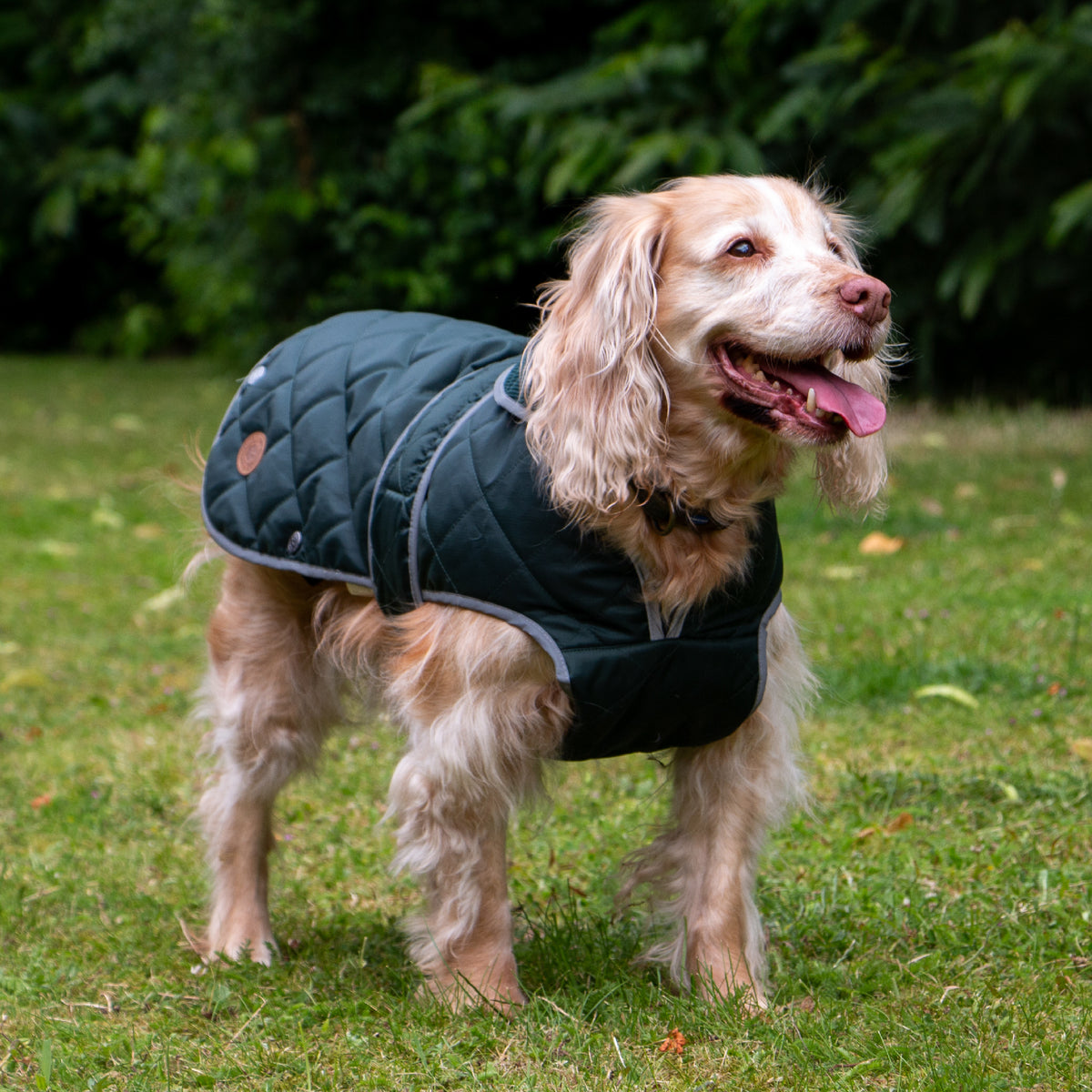 Ancol Heritage Green Quilted Dog Coat