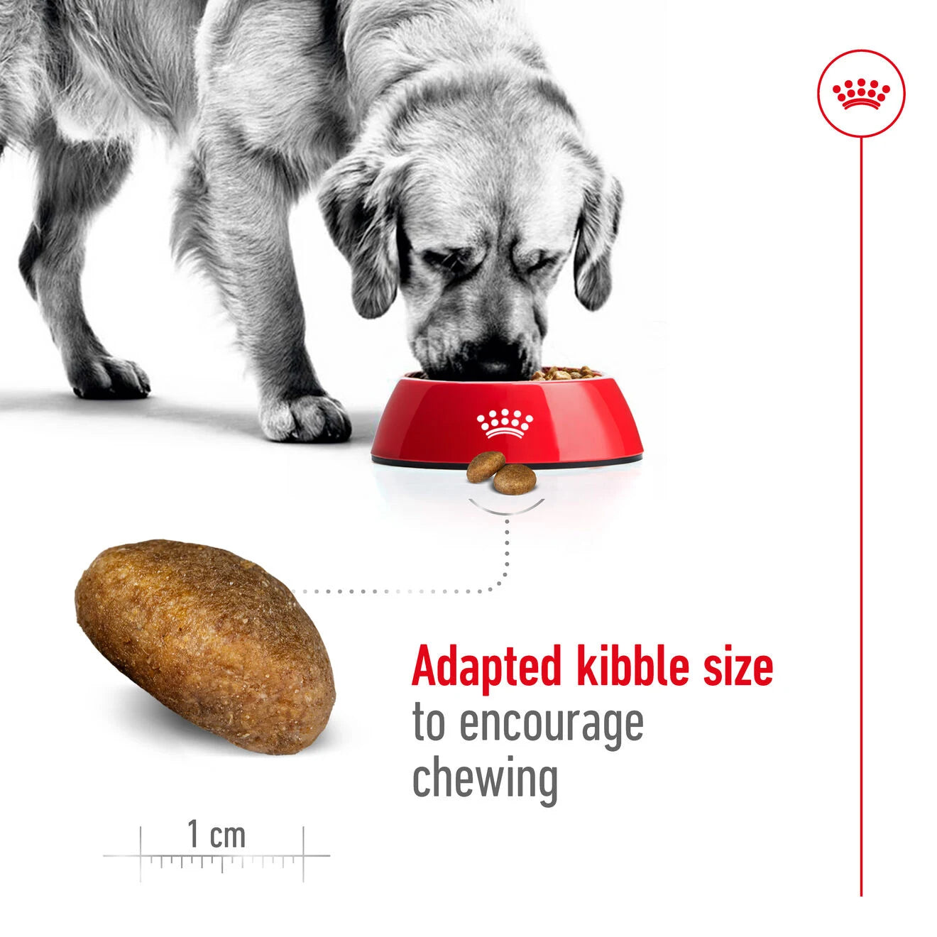Royal Canin Dry Dog Food for Large Breed Adult Dogs