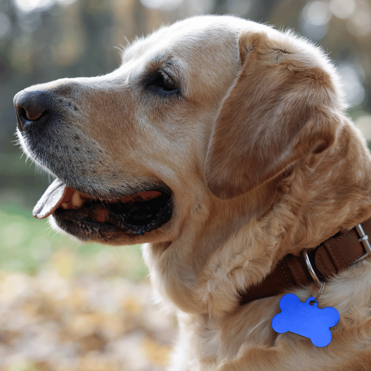 Personalised Bone Shape Dog Tag