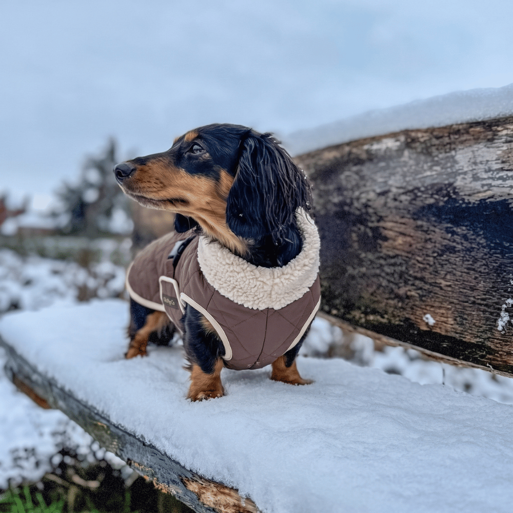 Chic Pup Co Brown Waterproof Sherpa-Lined Dog Coat for Dachshunds