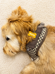 Dog wearing a checkered harness with a name tag on a beige carpet