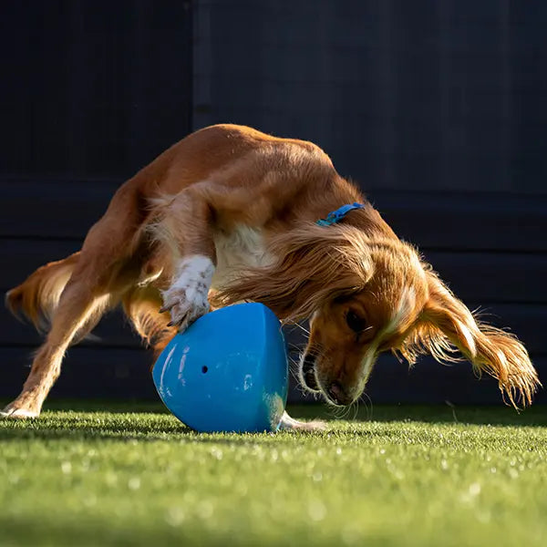 Roolo Interactive Treat Dispenser Dog Toy