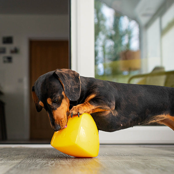 Roolo Mini Interactive Treat Dispenser Dog Toy