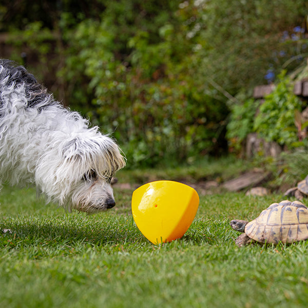 Roolo Mini Interactive Treat Dispenser Dog Toy