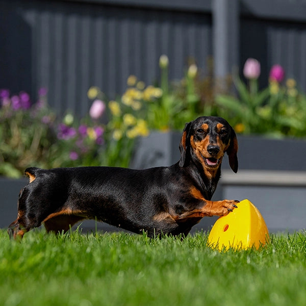 Roolo Mini Interactive Treat Dispenser Dog Toy