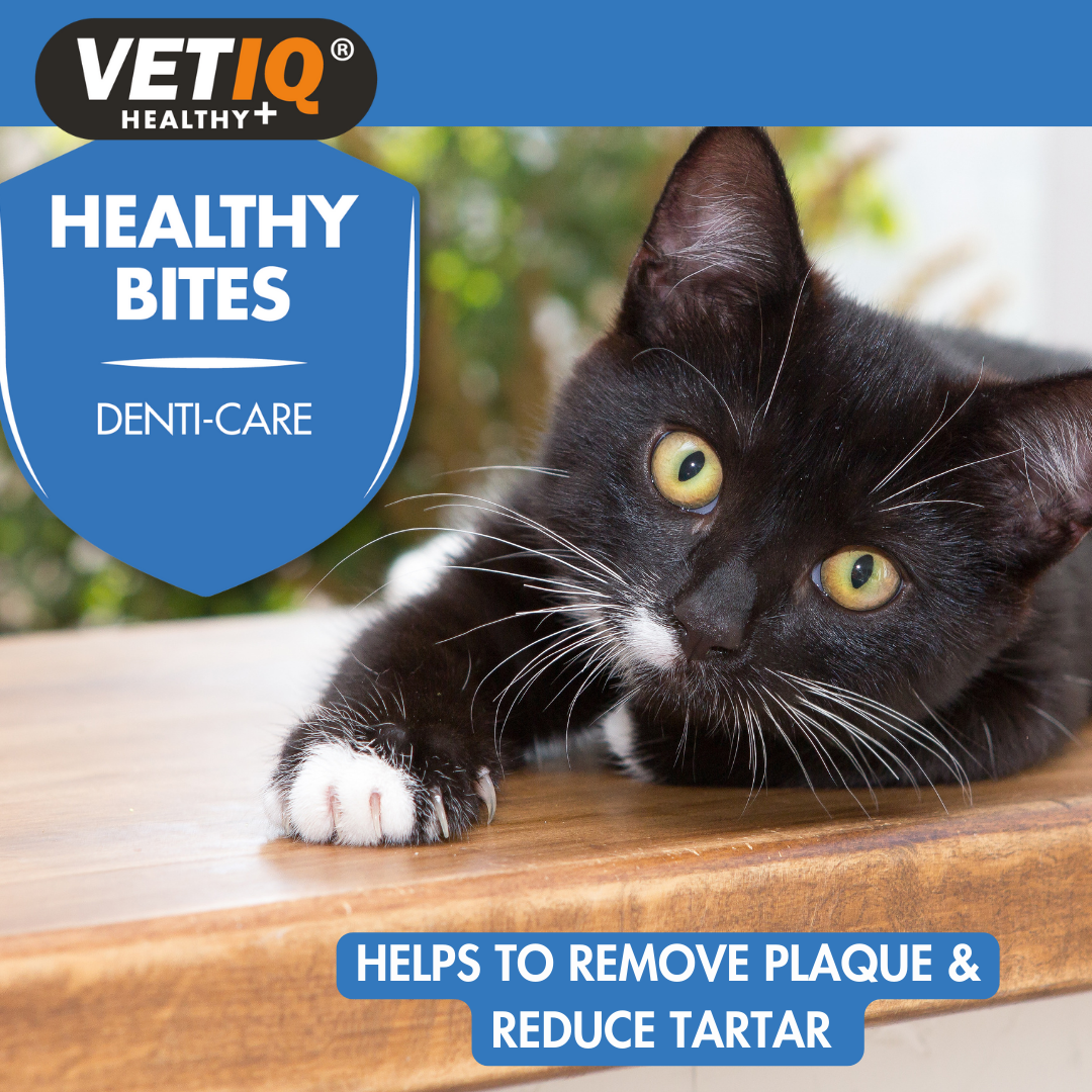 VetIQ Healthy Bites Denti-Care For Cats & Kittens, 65g