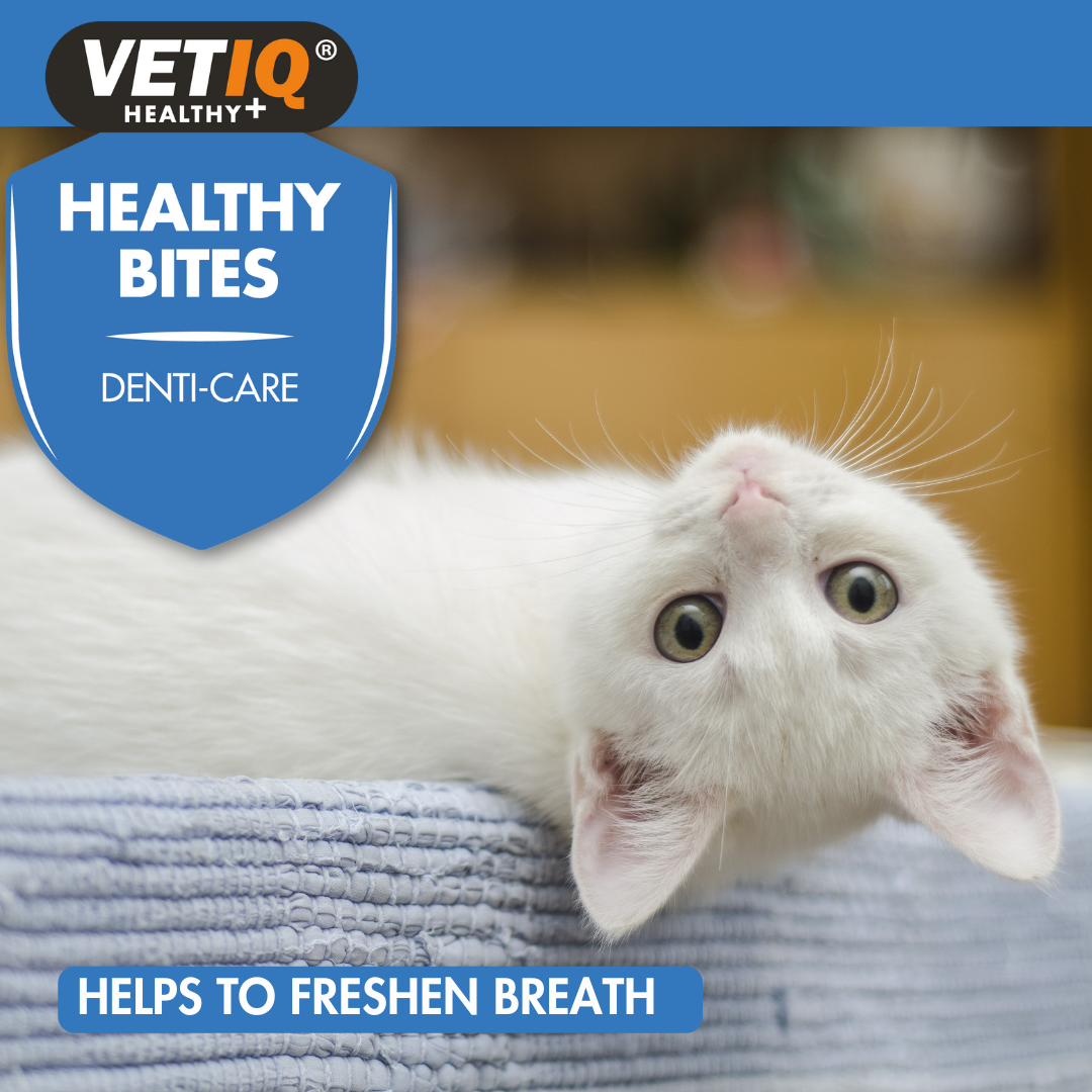 VetIQ Healthy Bites Denti-Care For Cats & Kittens, 65g