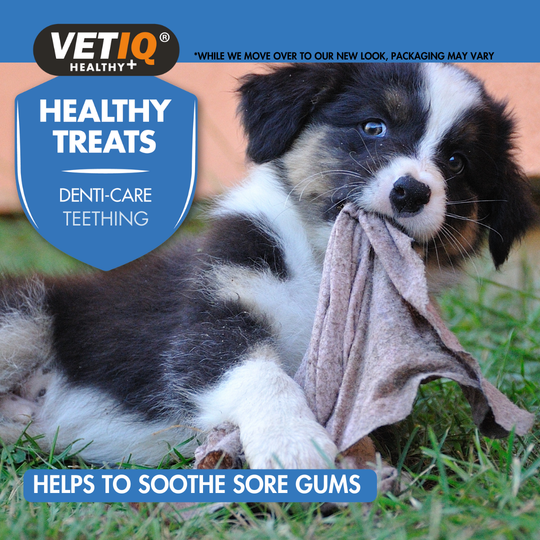VetIQ Healthy Treats Denti-Care Teething Puppy Treats, 50g