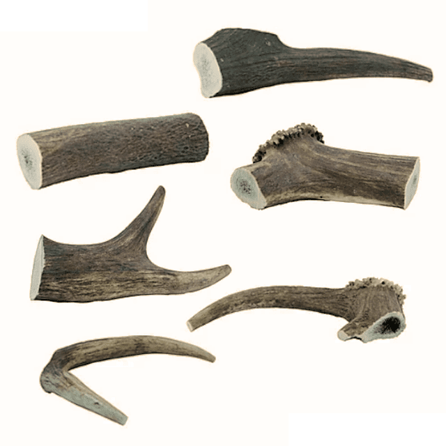Wild Antler Co Deer Antler Dog Chew