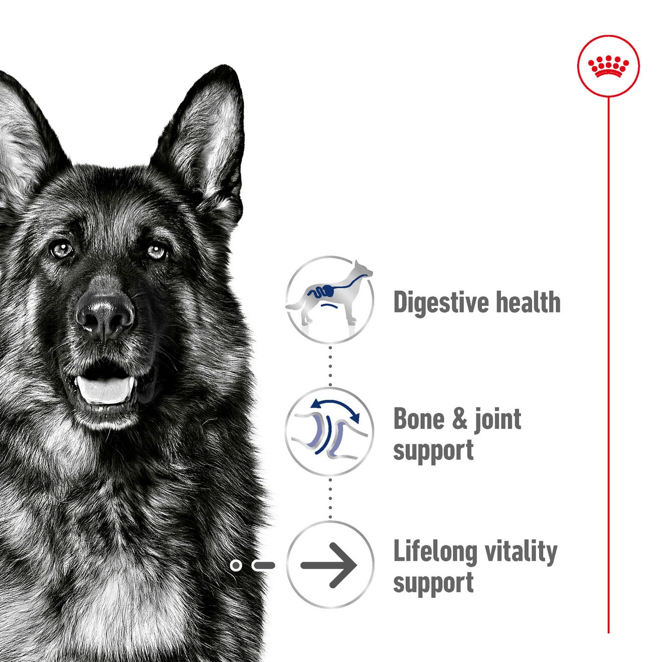 Royal Canin Ageing 8+ Dry Dog Food for Large Breed Senior Dogs, 15kg