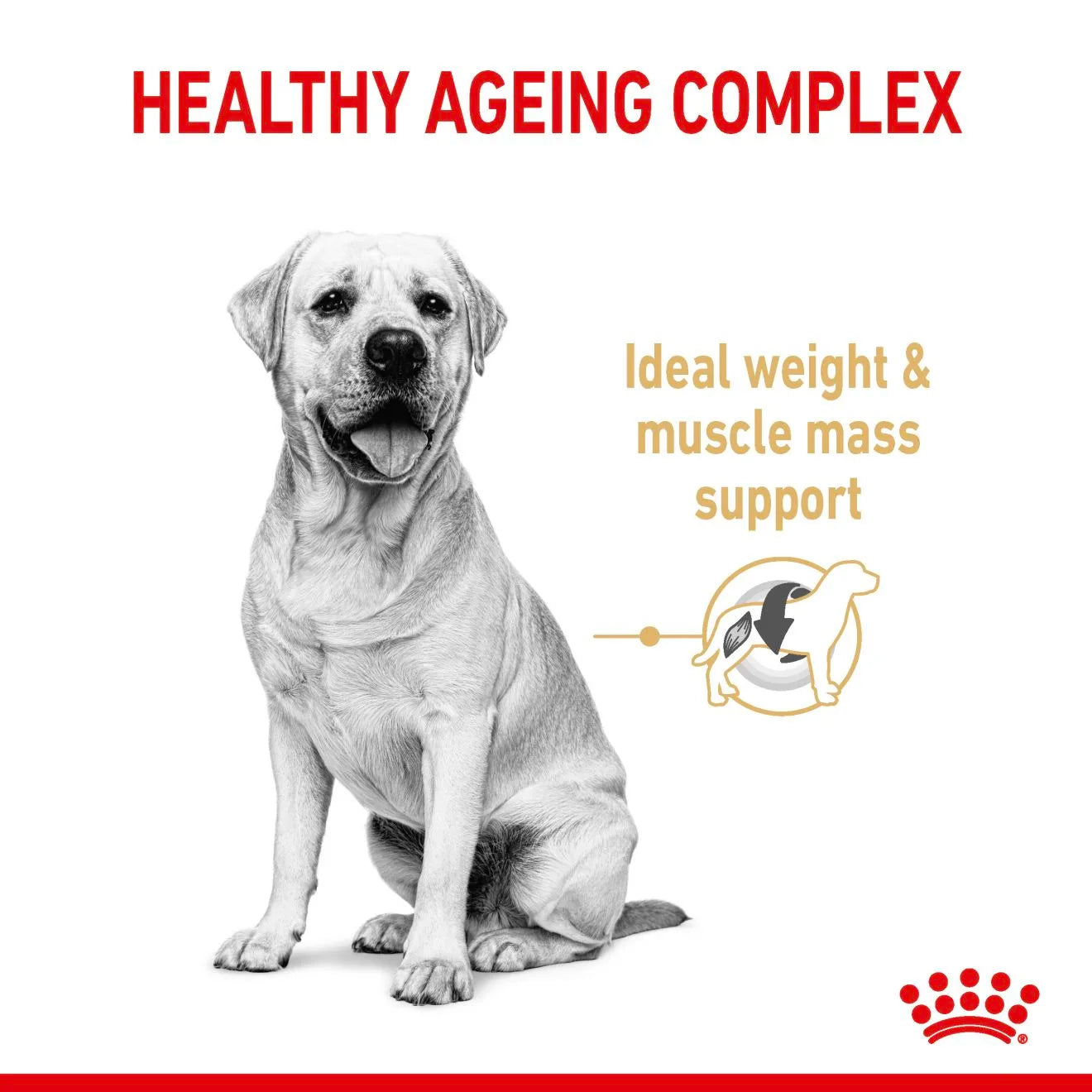 Royal Canin Dry Dog Food for 5+ Adult Labrador Retrievers, 12kg