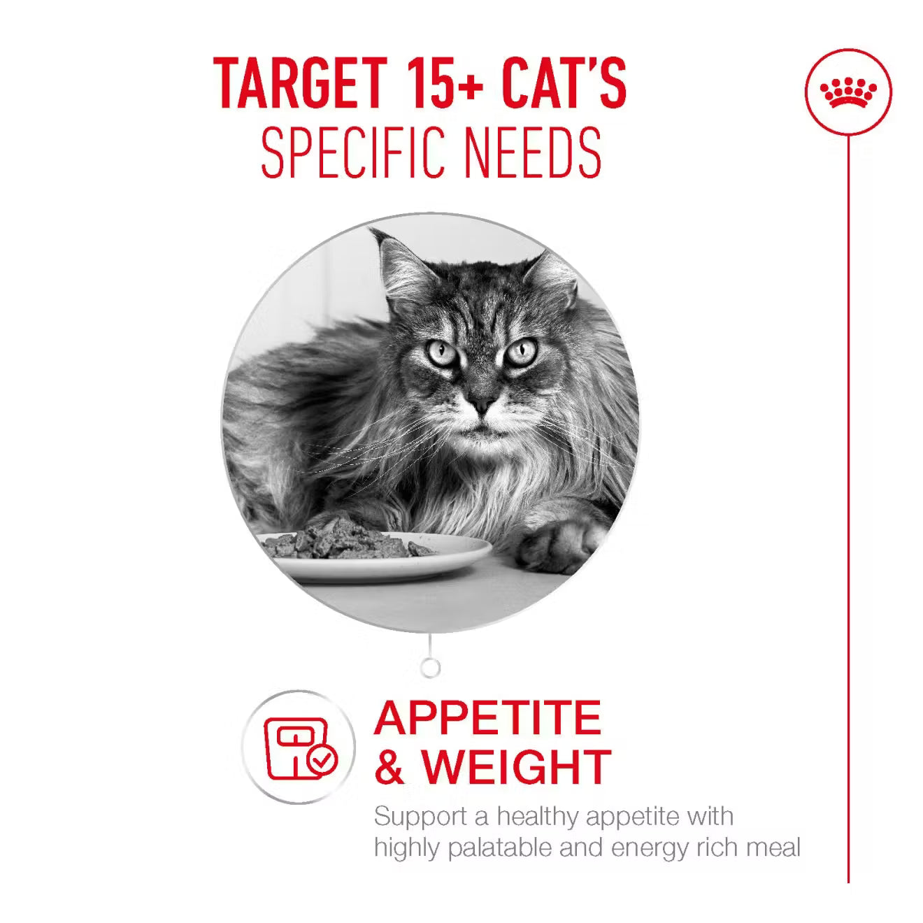 Royal Canin Ageing 15+ Wet Cat Food Chunks in Gravy for Senior Cats, 85g
