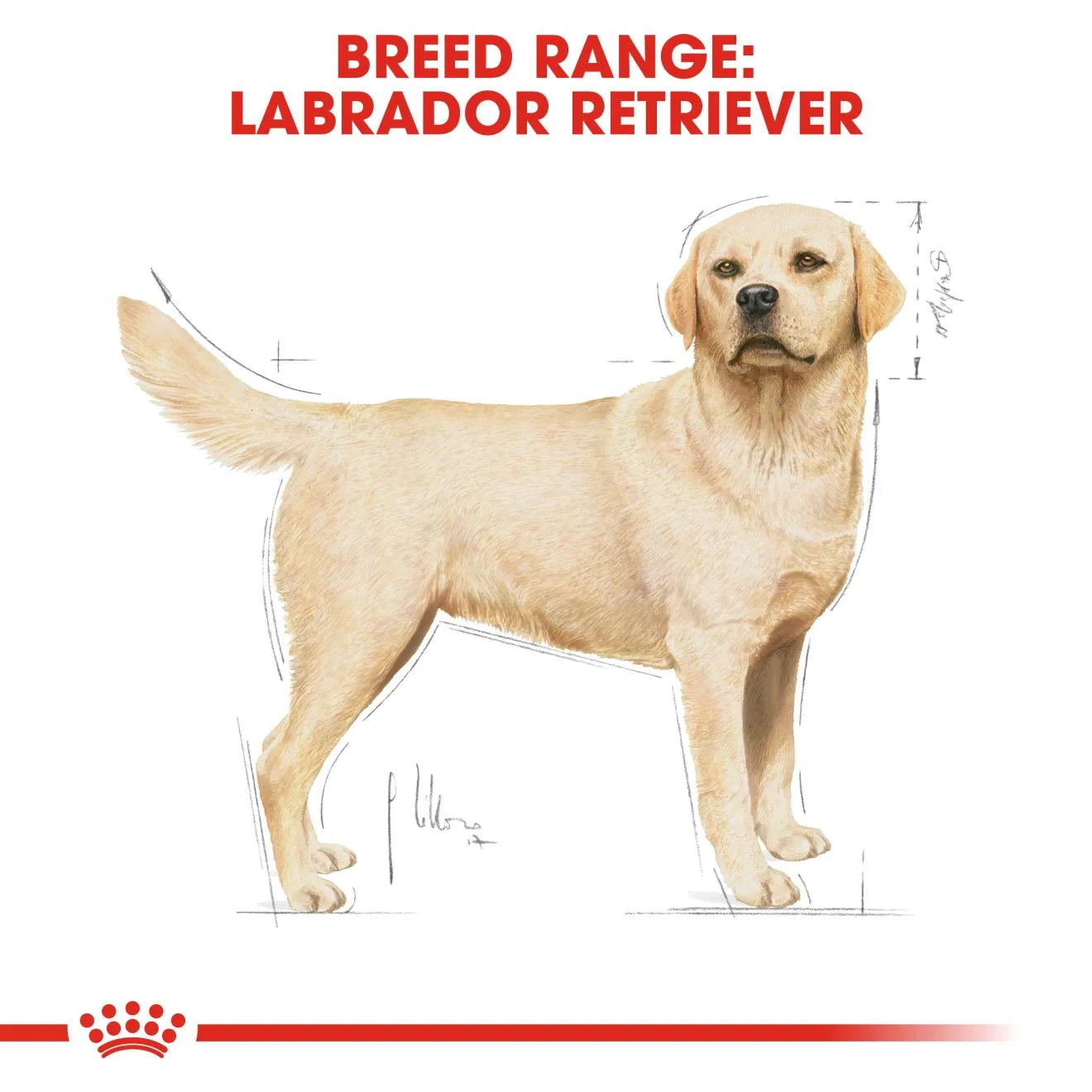 Royal Canin Dry Dog Food for Adult Labrador Retrievers, 12kg