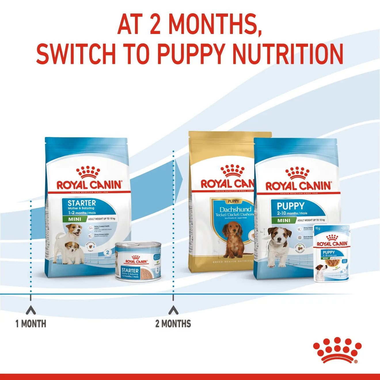 Royal Canin Starter Dry Dog Food for Small Breed Mother & Babydog
