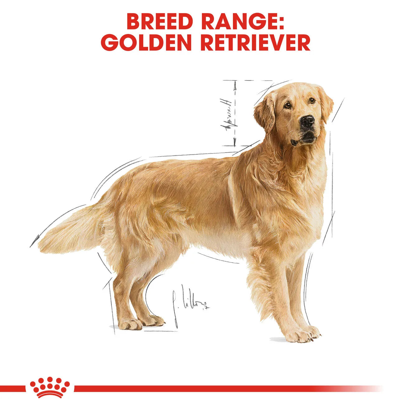 Royal Canin Dry Dog Food for Adult Golden Retrievers, 12kg