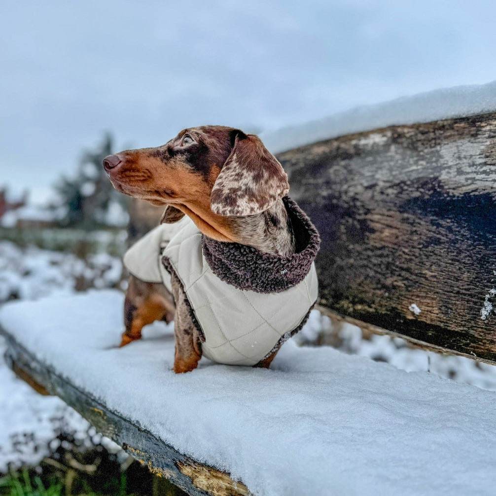 Chic Pup Co Stone Waterproof Sherpa-Lined Dog Coat for Dachshunds