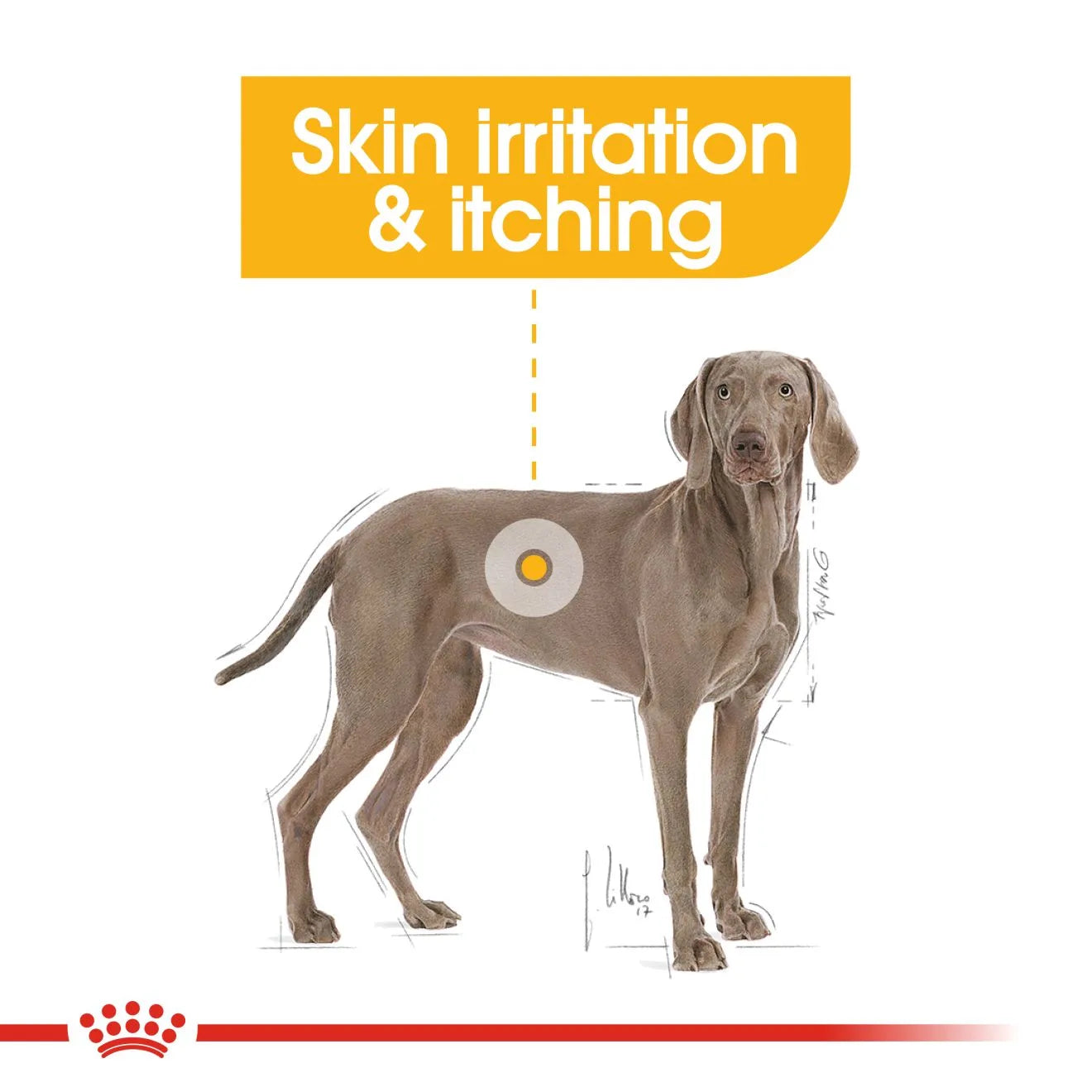 Royal Canin Dermacomfort Dry Dog Food for Large Breed Adult Dogs, 12kg