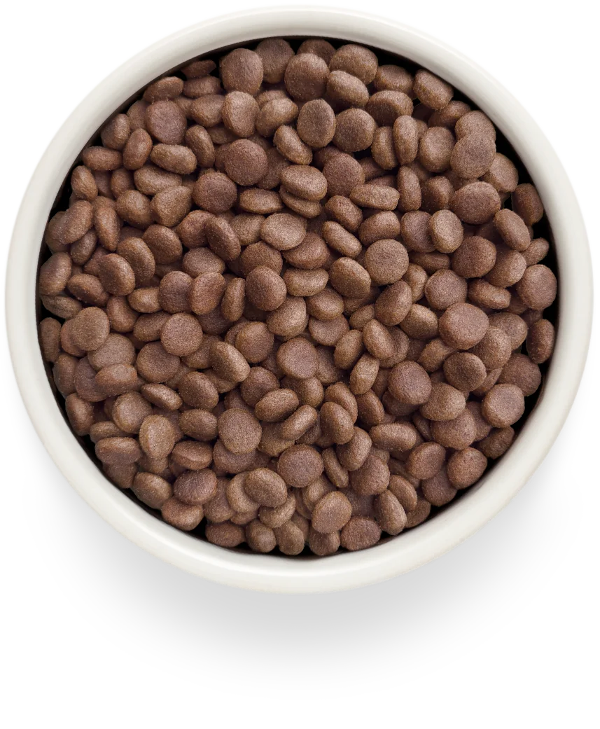 Grandorf Vet Turkey Gastrointestinal Dry Dog Food for Adult Dogs